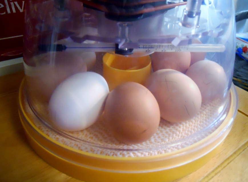 Eggs in the Incubator