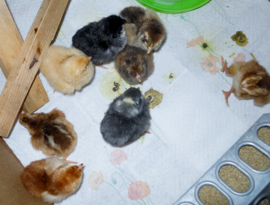 8 New Chicks