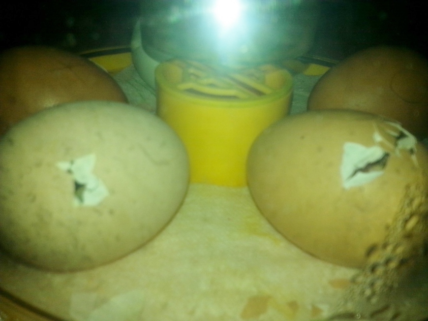 Two Zipping Eggs